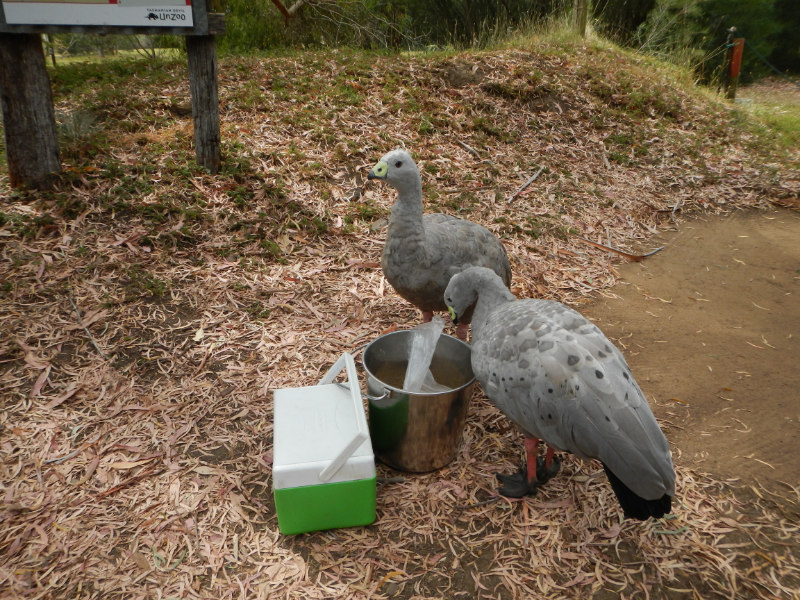 Cape Barren Geese