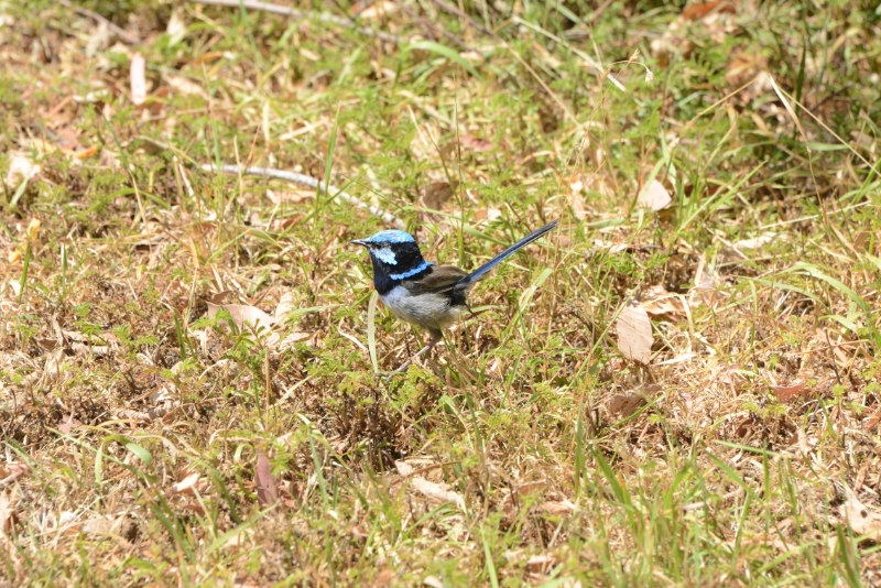 Superb Fairy-wren