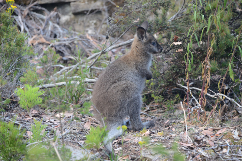 Bennett's Wallaby