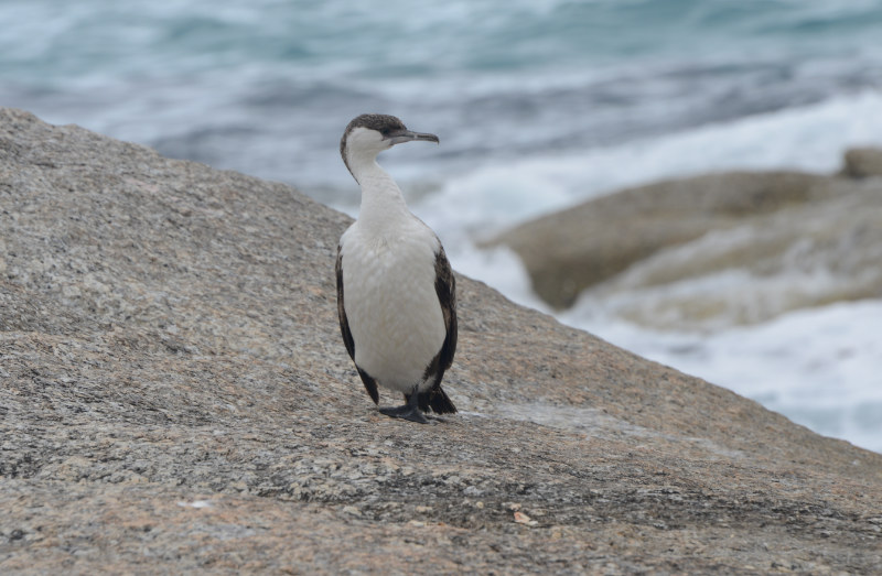 Little Pied Cormorant