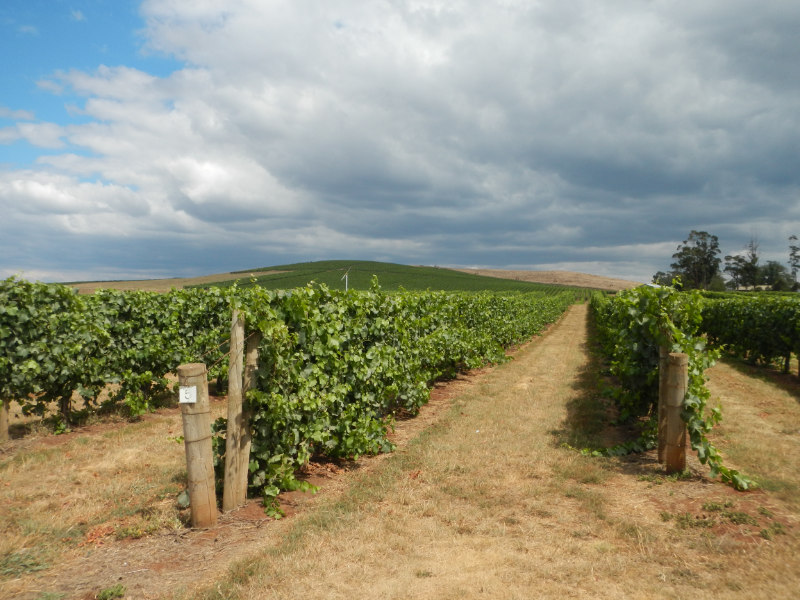 Pipers Brook Vineyard