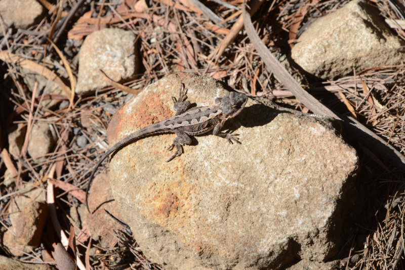 Mountain Dragon