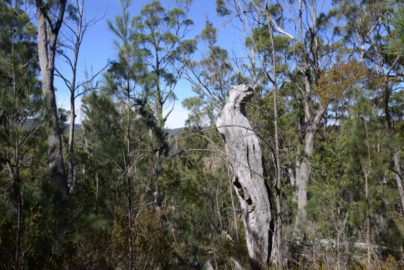 Douglas-Apsley NP