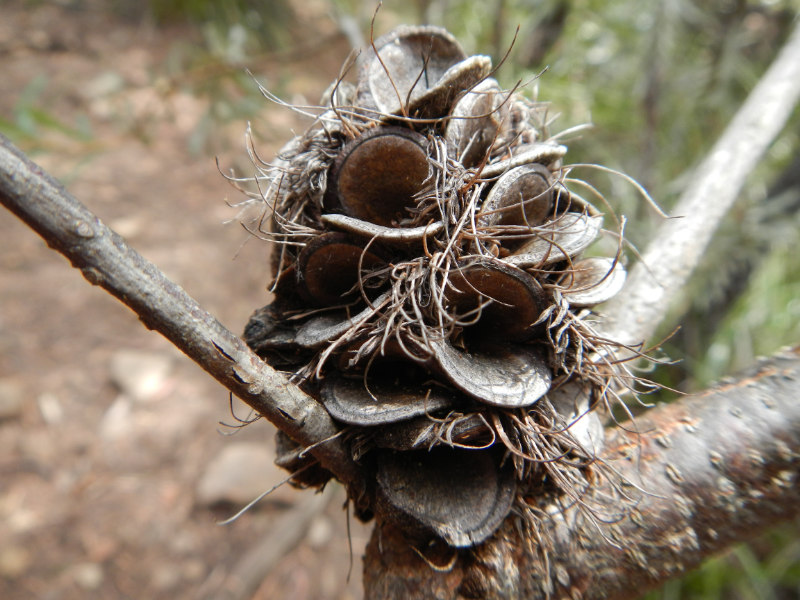 Douglas-Apsley NP