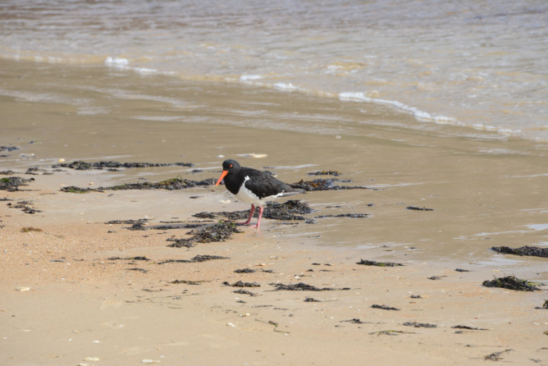 Pied Oystercatcher