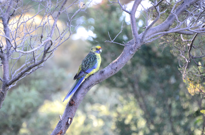 Green Rosella