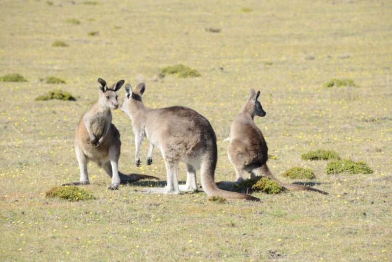 Forester Kangaroo