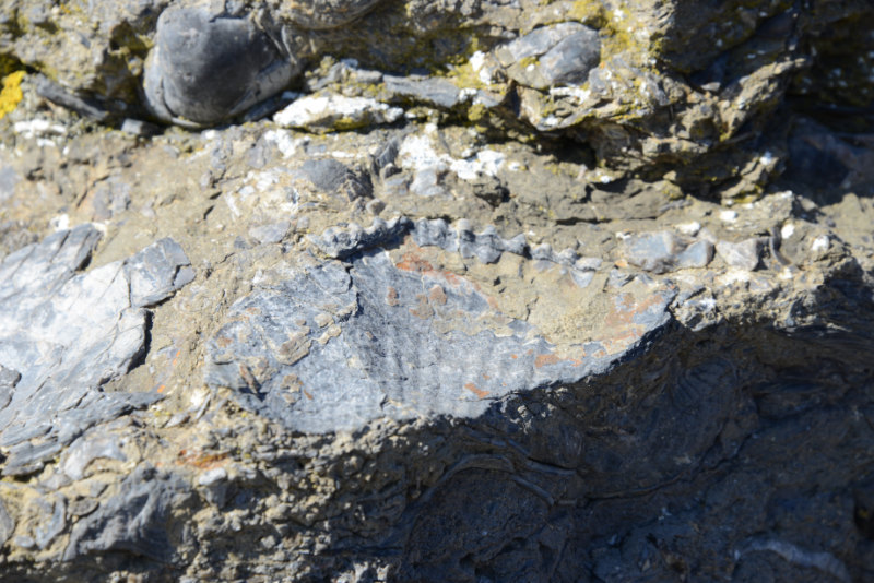 Fossil Cliffs