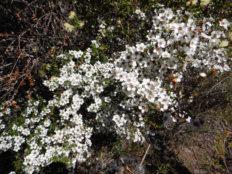 Manuka Blossom