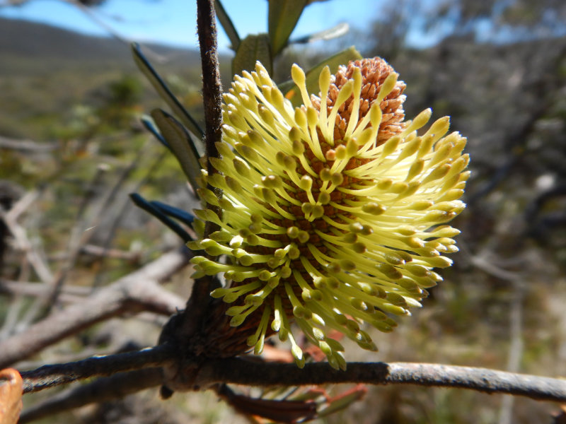Banksia Blossom