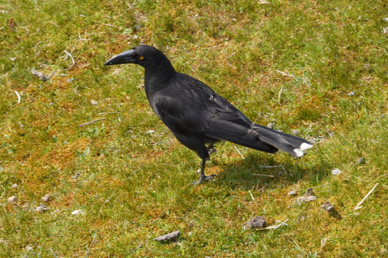 Currawong