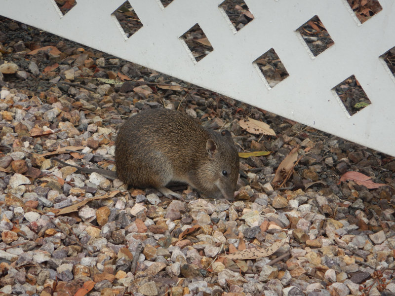 Bandicoot