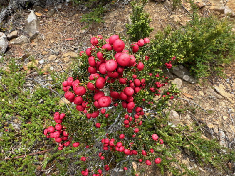 Pink Mountain Berry