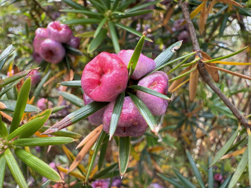 Mt Wellington