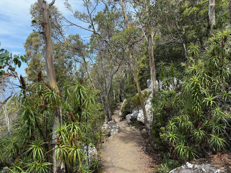 Mt Wellington