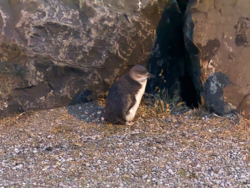 Little Penguin