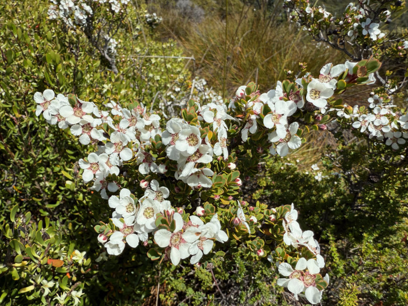 Cradle Mountain NP