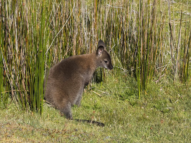 Bennett's Wallaby