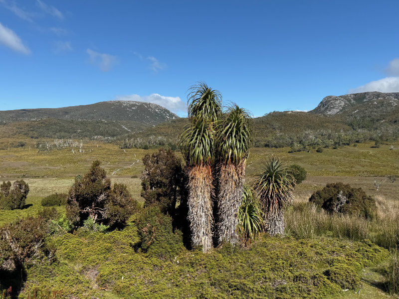 Cradle Mountain NP