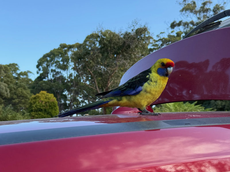 Green Rosella