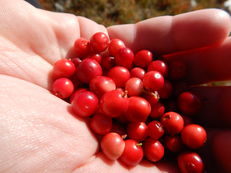 Preiselbeeren