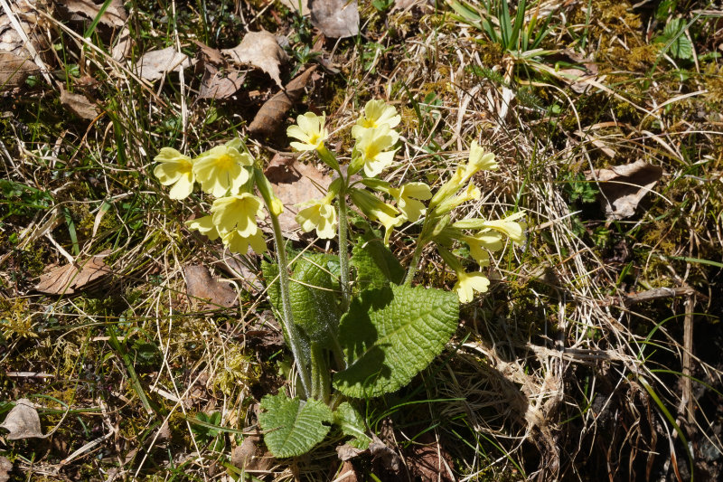 Weipriachtal