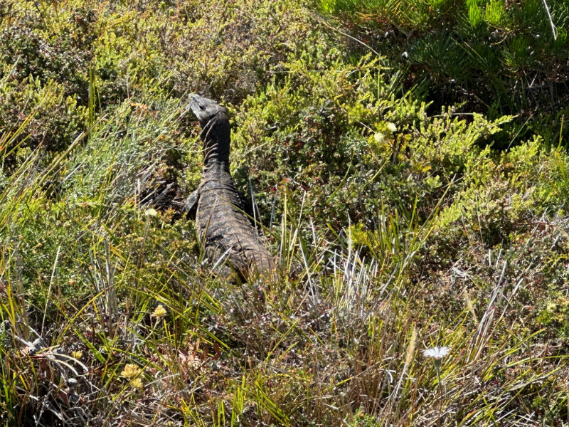 Cape Naturaliste