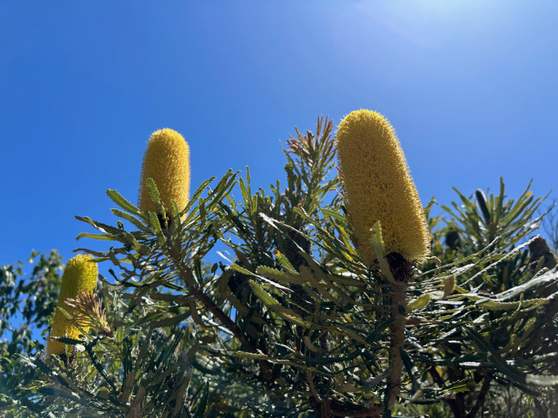 Cape Naturaliste