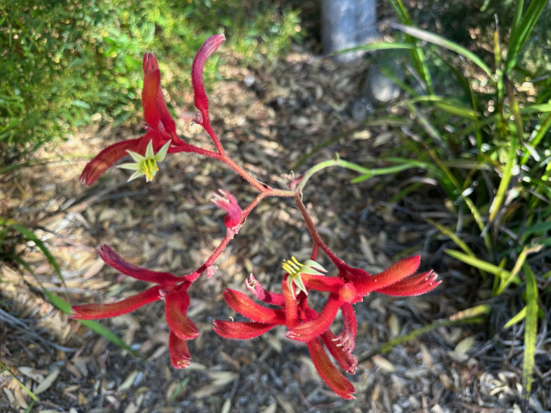 Red Kangaroo Paw