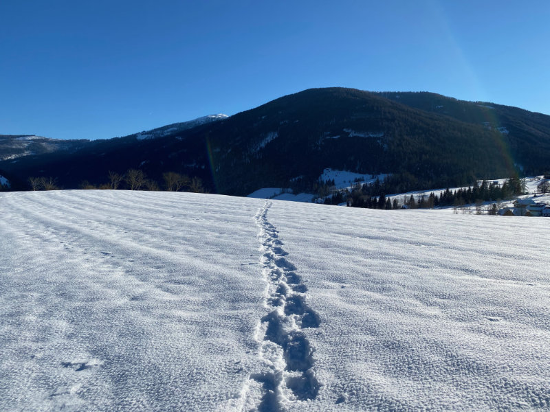 Bettlmandltauern